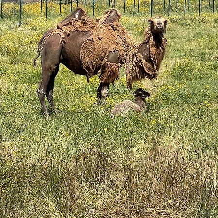 Gite Au Paradis, Parc Animalier Olmeta-di-Tuda エクステリア 写真