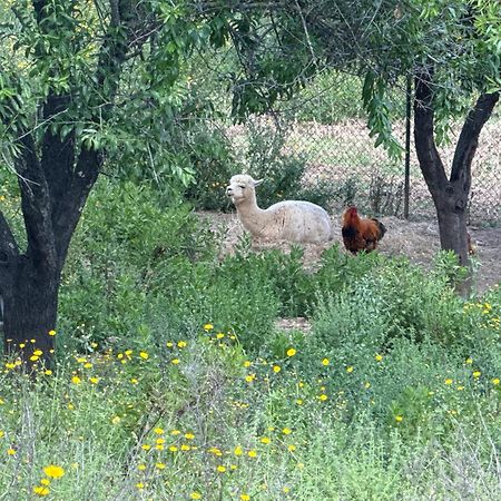 Gite Au Paradis, Parc Animalier Olmeta-di-Tuda エクステリア 写真