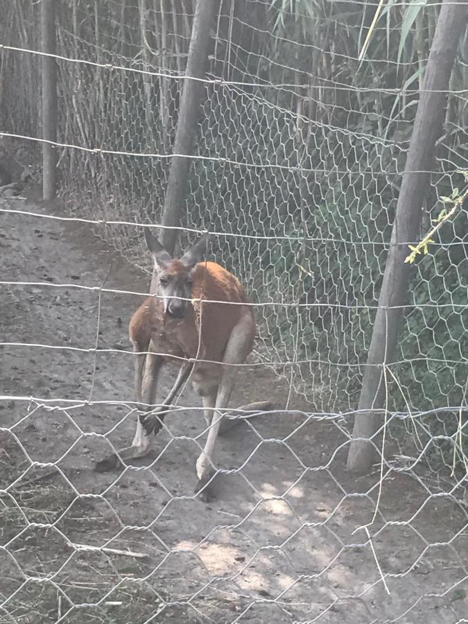 Gite Au Paradis, Parc Animalier Olmeta-di-Tuda エクステリア 写真