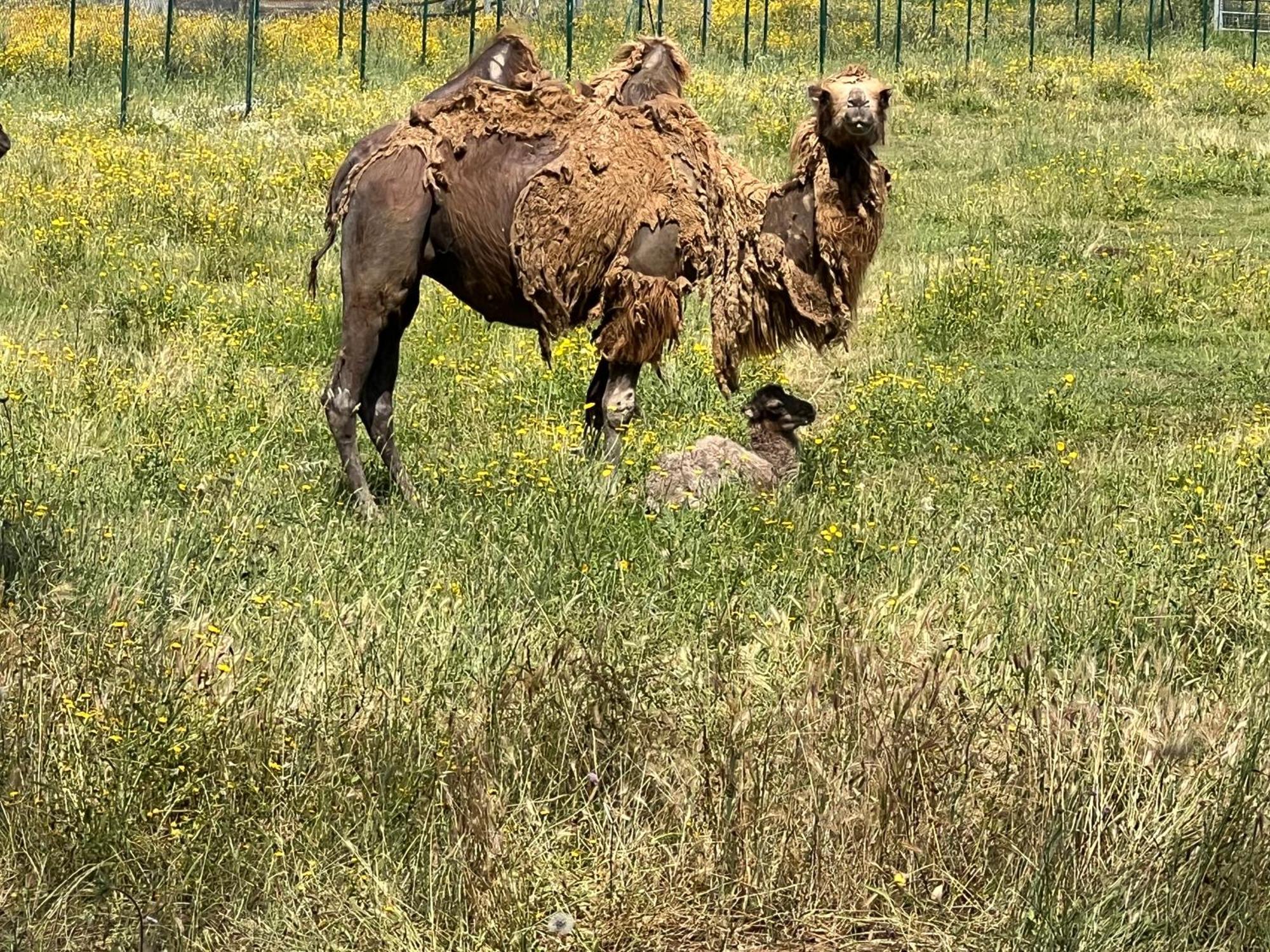 Gite Au Paradis, Parc Animalier Olmeta-di-Tuda エクステリア 写真