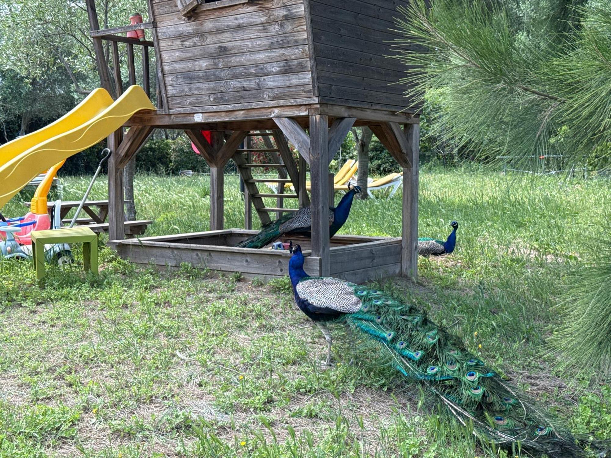 Gite Au Paradis, Parc Animalier Olmeta-di-Tuda エクステリア 写真